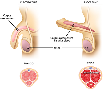 Erectile dysfunction